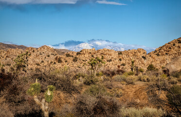 Joshua Tree and Snowcapped Peak