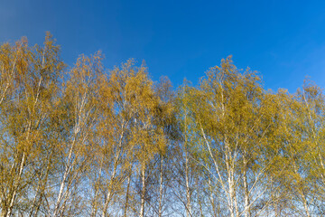 Fototapeta premium birch trees in the spring season with a lot of earrings during blooming