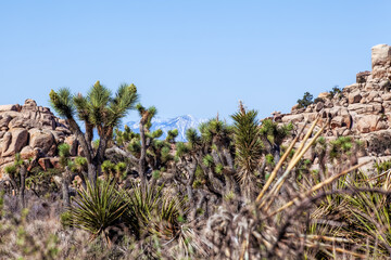 Rock Seen through Joshua Tree
