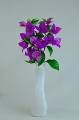 Bougainvilleas on a white flower vase on a gray background