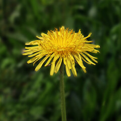 Yellow dandelion flower in the garden
