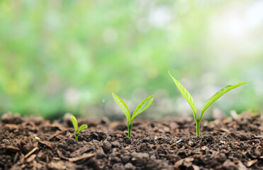 Small young plant seedlings with growing steps on soil.