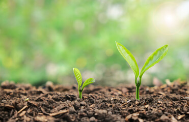Small young plant seedlings with growing steps on soil.