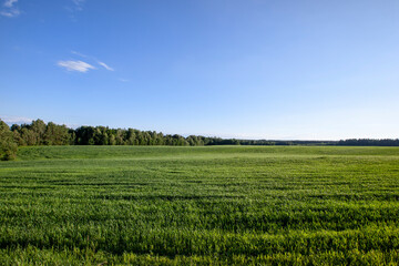Fototapeta premium agricultural field where cereal wheat is grown