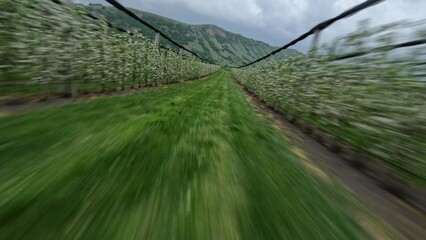 Aerial speed dynamic movement between apple trees farm rows agriculture plants cultivation. FPV sports extreme drone countryside fruit plant growing blossom white flower at mountain valley in 4k - Powered by Adobe