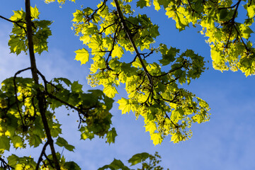 the young foliage of the maple tree in the spring season