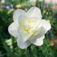 White flower of daffodil fringed in the garden.

