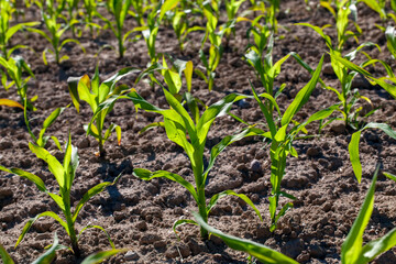 agricultural field with corn in soil and mud