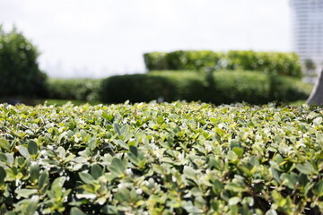 Green landscape nicely trimmed in layers in Florida USA