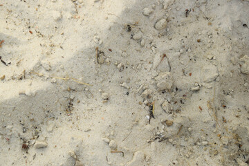 Texture of sand as a beach background. The sand is not cleaned of dirt.