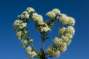 white spiraea on a blue background