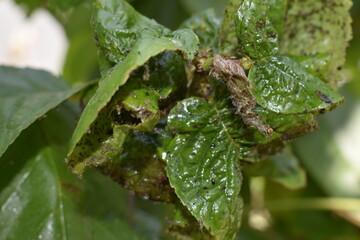 The black aphid has attacked the leaves of the cherry fruit tree. Black aphid damage and...
