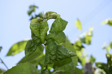 The black aphid has attacked the leaves of the cherry fruit tree. Black aphid damage and...