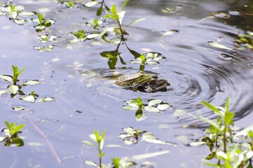L'accouplement de grenouilles