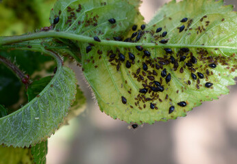 The black aphid has attacked the leaves of the cherry fruit tree. Black aphid damage and...