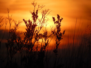 Fototapeta na wymiar Red sunset, sunlight throuth grass. Beautiful evening.