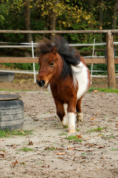 small brown and white mini shetland pony is running on the sandy roundpen
