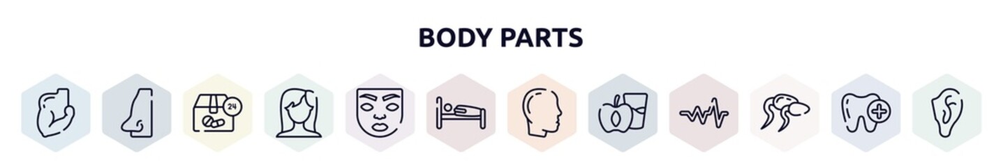body parts outline icons set. thin line icons such as muscular arm, male e shape of a line, 24 hours drugs delivery, brunette female woman long hair, face of a woman, human sleeping on bed, male