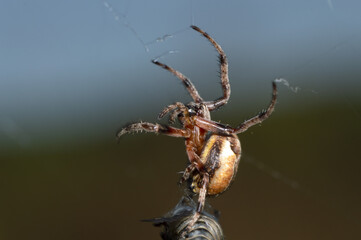 spider krestovik caught a gadfly