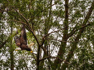 The American Bald Eagle