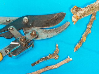 pruning shears with cut tree branches. Pruning concept