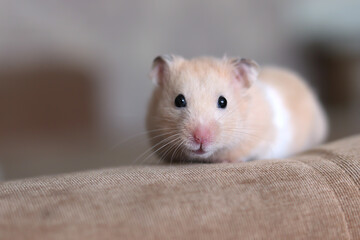 Fluffy orange and white hamster on a wooden surface, a place for text