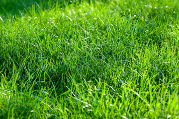 part of the field where green grass grows