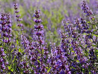 Blue purple sage salvia flowers in bloom growing in herbal garden. 