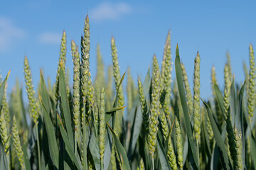 Green wheat grows in a field. The background sky is blue. The image is in landscape format.