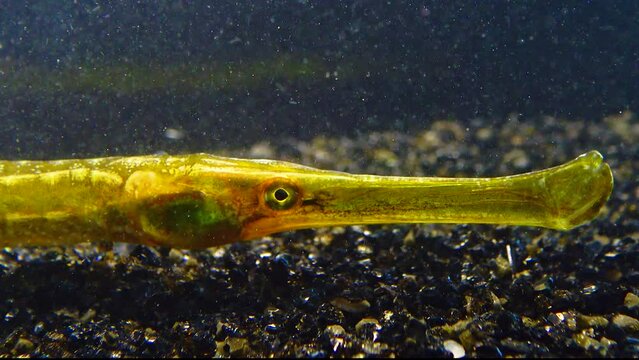 Broad-nosed pipefish (Syngnathus typhle), close-up of the head and tubular mouth of a fish, the Black Sea