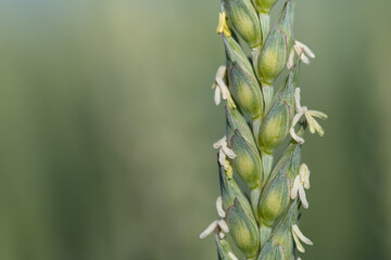 Close-up and detail shot of a green ear of wheat with yellow flowers hanging from it. The background is green with space for text.