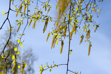 birch catkins during flowering in the spring season