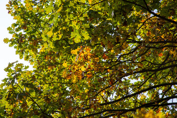 oak foliage turning yellow in autumn during leaf fall