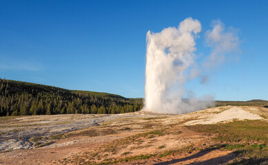 Old Faithful Geyser erupting on a sunny day with blue sky. Geothermal activity in the Yellowstone National Park, Wyoming, USA. Volcanic landscape on a sunny day.
