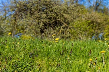 sunny weather in spring in nature with green plants and grass