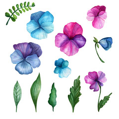 Fototapeta na wymiar A set of watercolor pansies. Hand drawn blue, pink, purple flowers and leaves. Summer flowers.