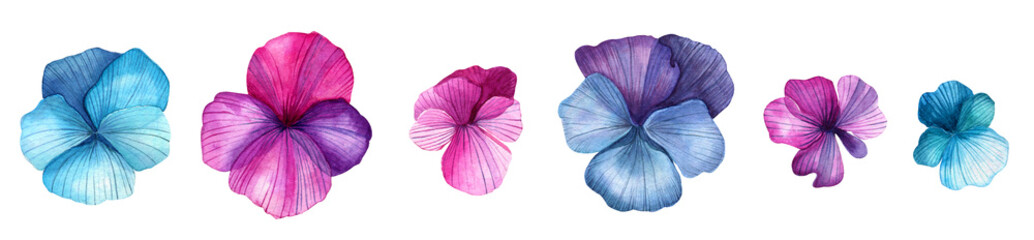 Hand-drawn watercolor pansy. Pink, purple, blue color. Summer flowers, botanical illustration.