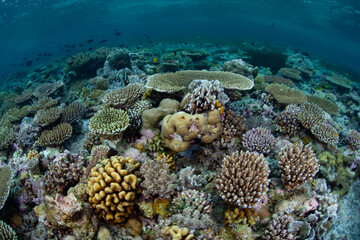 Naklejka na ściany i meble A healthy coral reef grows along the edge of a remote island in Wakatobi National Park, Indonesia. This tropical region is has some of the greatest marine biodiversity on Earth. 