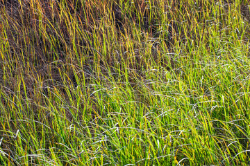 sunny weather in spring in nature with green plants and grass