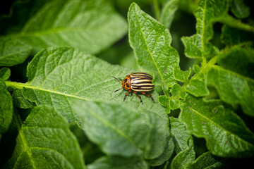 A colorado potato beetle on a potato leaf