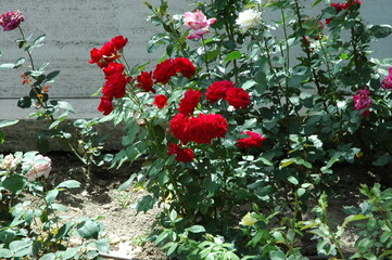 Flower in Florence American Cemetery and Memorial of Florence