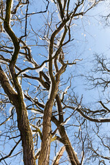 Obraz premium deciduous trees covered with snow in winter