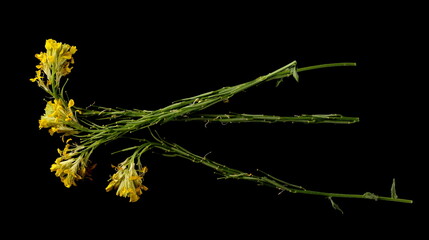 Fresh yellow field flowers in spring isolated on black, top view 