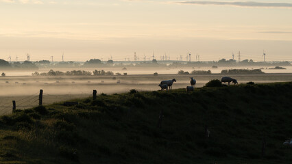 mornig dust behind some happy sheeps in a beautiful landscape in Friesland