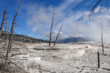 Dead trees on calcium carbonate terraces of Mammoth Hot Springs, Yellowstone National Park,...