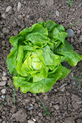lettuce growing in the garden