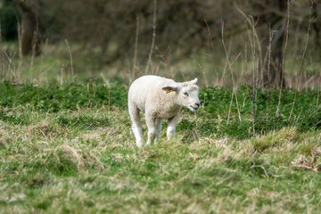 portrait of a pretty lamb in the springtime