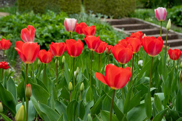 Fototapeta premium beautiful bright red tulips in the spring