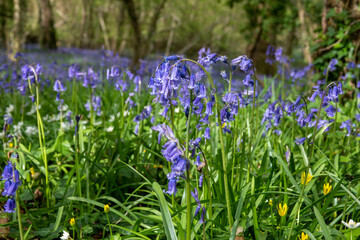 carpet of beautiful bluebells through the trees in the English woodland	
