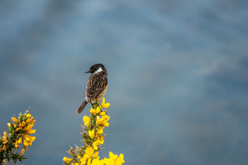 pretty male stonechat perched on bright yellow gorse with the sea in the background	
